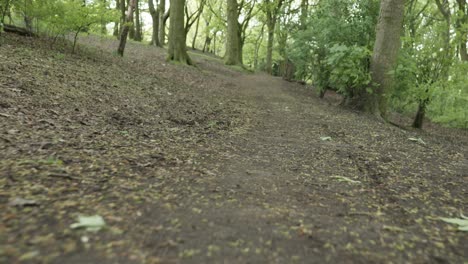 Extreme-low-angle-view-of-forest-floor,-animal-POV