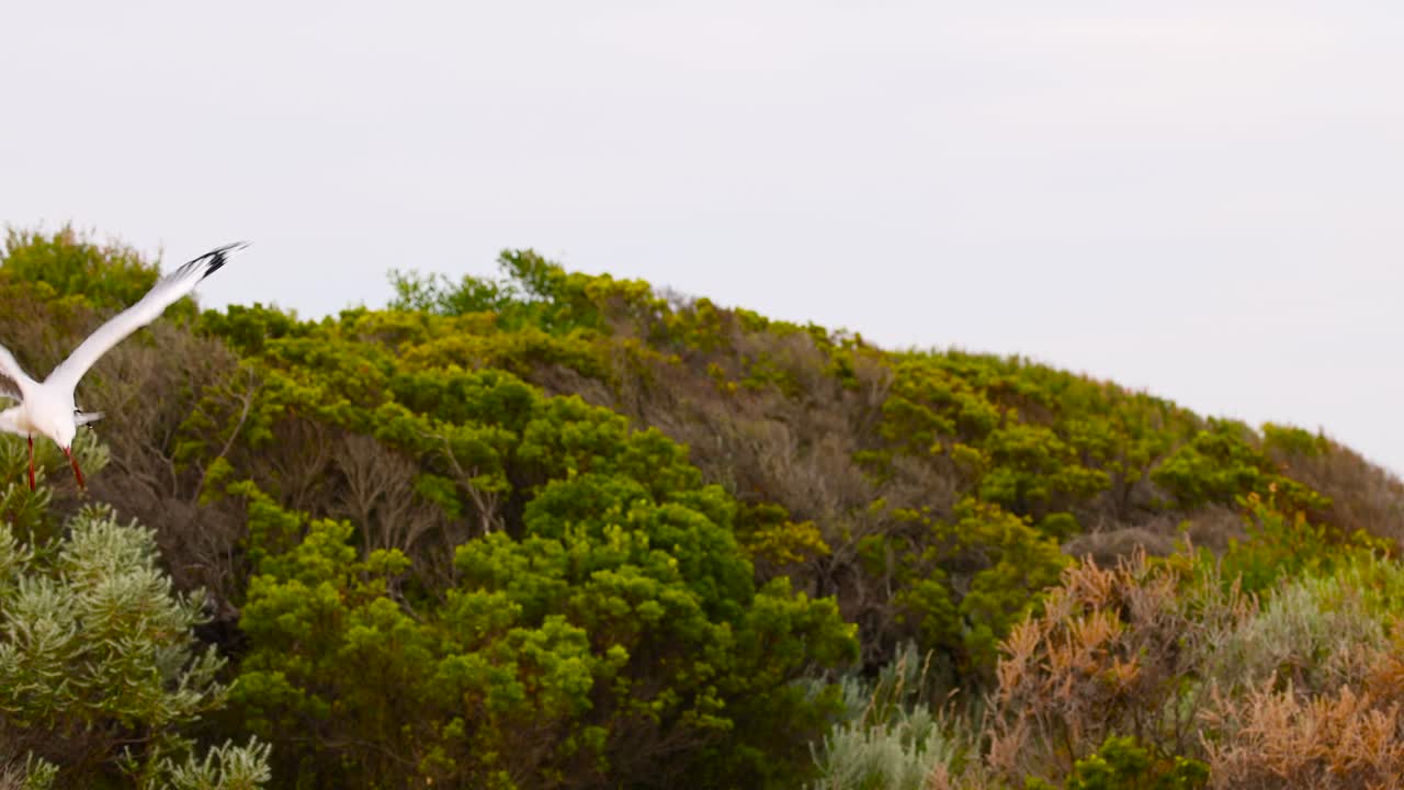 A flock of red-billed gulls gracefully flies over lush greenery in Ocean Grove, Australia. Natural lighting enhances the serene coastal scene
