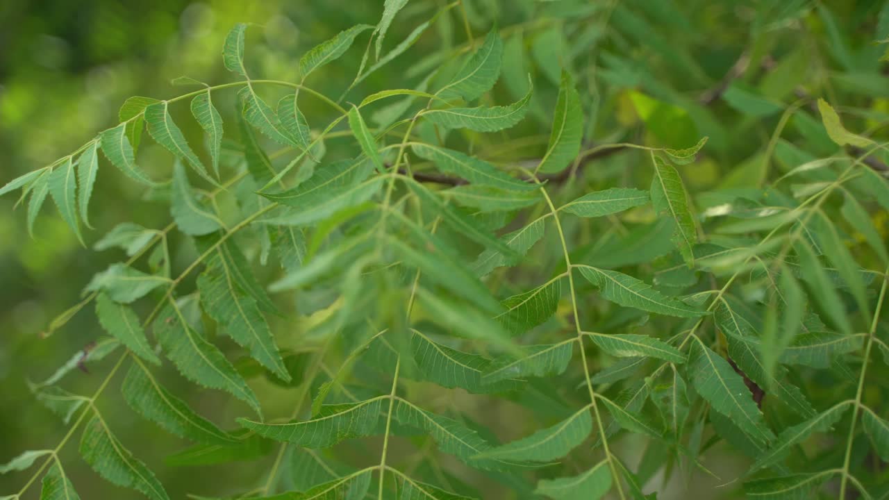 neem 잎 또는 azadirachta indica는 매우 유용한 약용 성분입니다