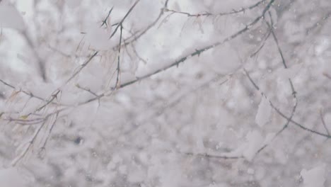 delgadas ramas de árboles con nieve que cae contra el parque blanco