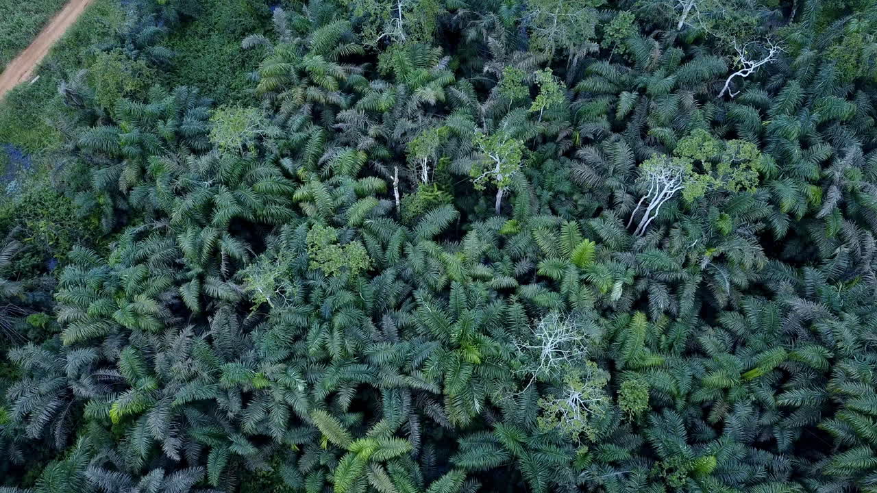 lento impulso volando sobre la jungla de palmeras en benín