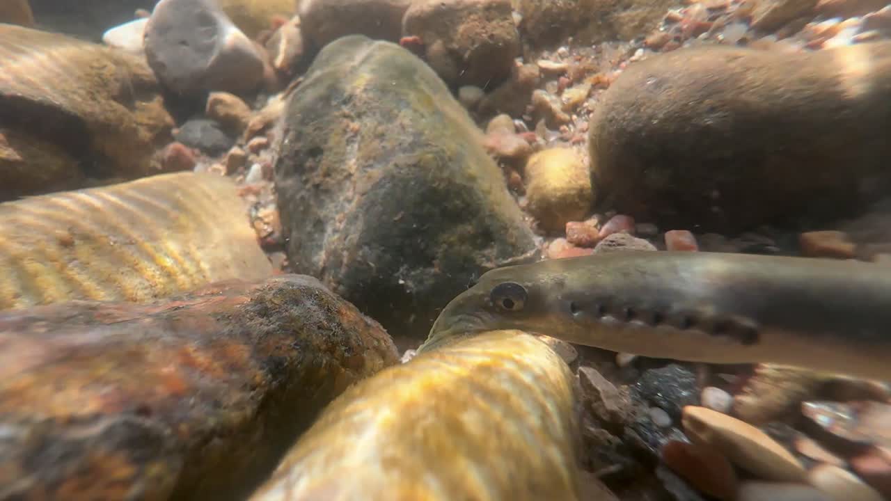 Close-up portrait of Brook lamprey at the spawning ground. Estonia.