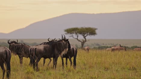 movimiento lento de los ñus pastando en las llanuras de la sabana paisaje paisaje en áfrica, masai mara safari animales salvajes en las praderas hierba sabana, gran migración de masai mara a serengeti