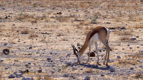 Springbock-Gazellen-Im-Etosha-Nationalpark