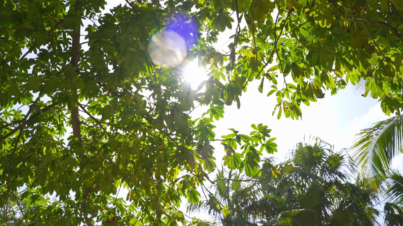 Sunshine Lens Flare Through Beautiful Tropical Jungle Palm Tree Foliage in Tulum Mexico.