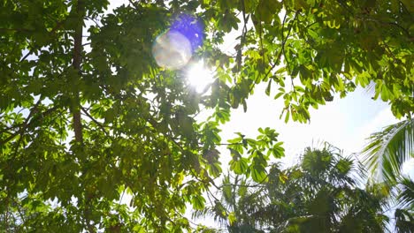 sunshine lens flare through beautiful tropical jungle palm tree foliage in tulum mexico.