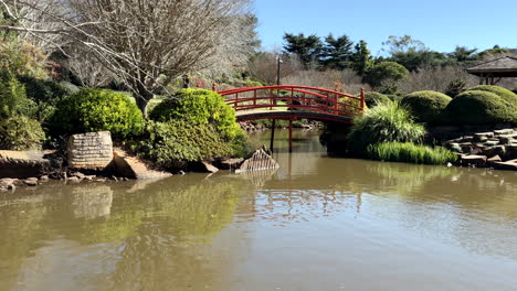 puente rojo sobre el estanque, ju raku en el jardín japonés, toowoomba, australia