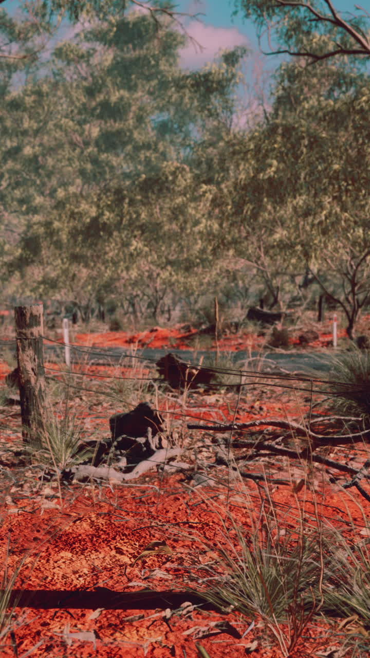 Australian Outback Landscape: Red Dirt, Trees, and a Wire Fence