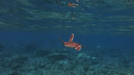 baby sea turtle swimming in the ocean