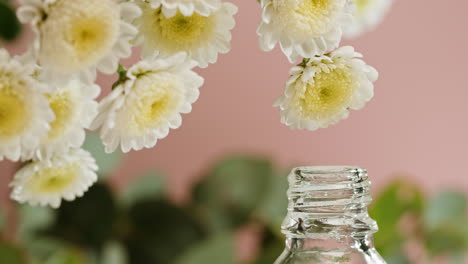 white chrysanthemum flowers and essential oil droplet