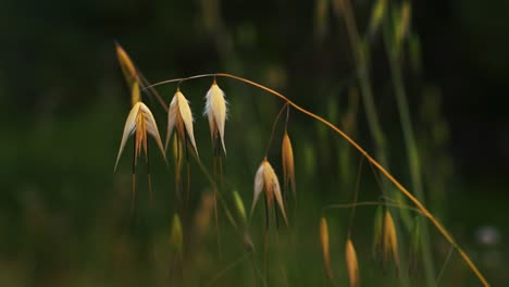 Haferkorn,-Getreidesamen,-Blumenblüte-Mit-Hintergrundunschärfe-Bokeh