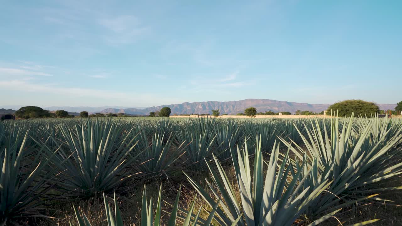 gran campo de plantas de agave en un campo en el municipio de tequila, jalisco, méxico