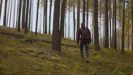 slow motion: man hiking in green forest on sunny autumn day. back view of active healthy male with a backpack walking in pine woods. male traveler walks by trail exploring nature. high quality 4k footage