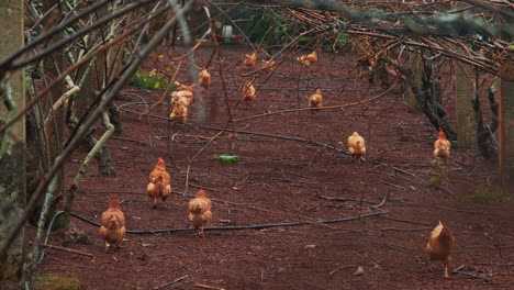 Slow-motion-wide-shot-of-chicken-farm-with-several-brown-chicken-hens-pecking-food-from-ground