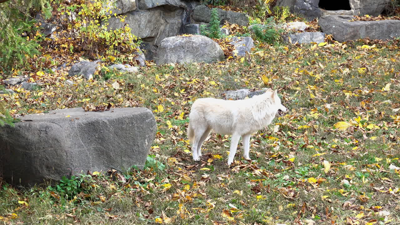 Southern Rocky Mountain Gray Wolf walks up to a boulder and turns around