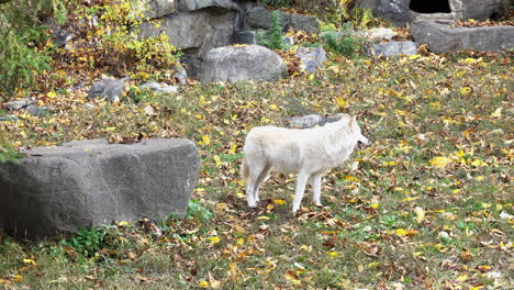 southern rocky mountain gray wolf walks up to a boulder and turns around