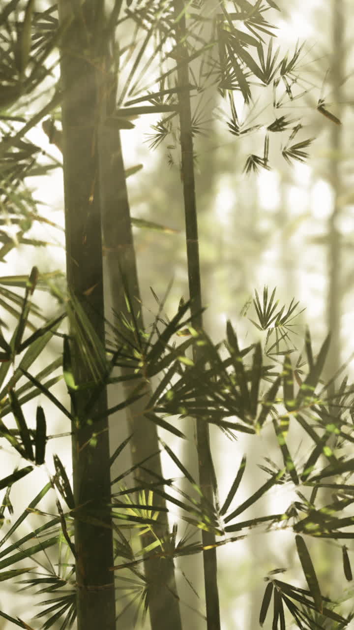 bosque de bambú verde