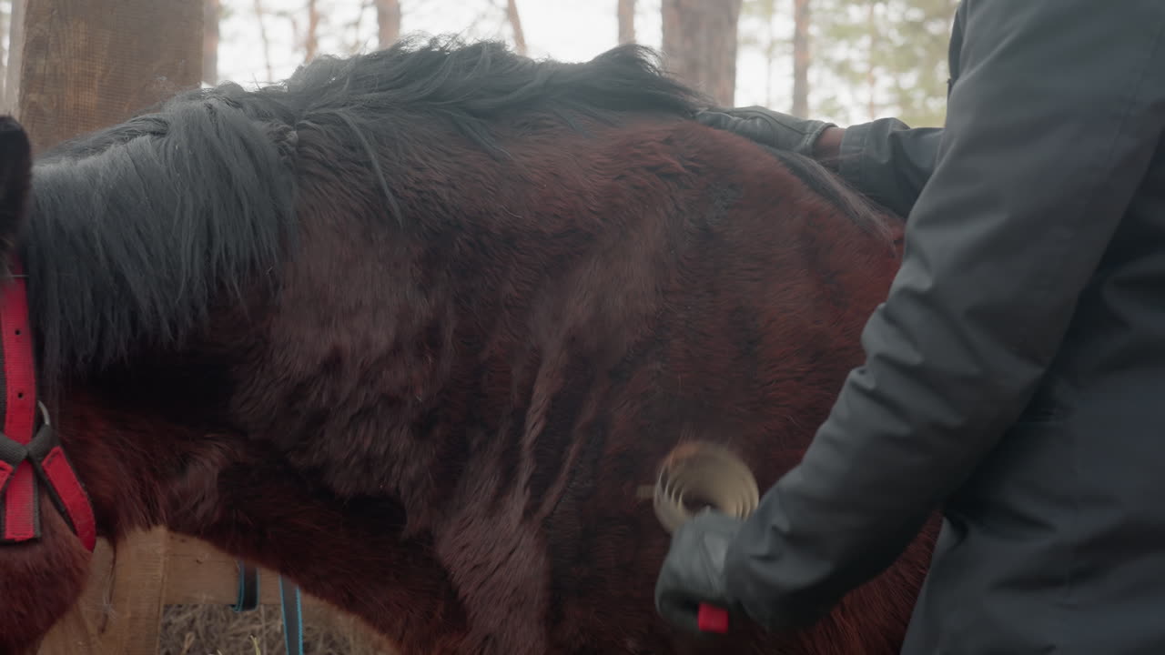 Entorno de establo tranquilo con peluquero y caballo, primer plano del pelaje del caballo siendo cuidadosamente cepillado y mantenido, ambiente de granero tranquilo que muestra el aseo detallado del caballo por un cuidador atento