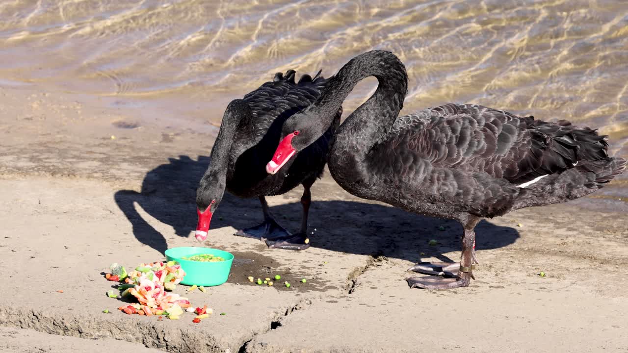 두 마리의 검은 백조가 물 근처에서 음식을 먹고 있다