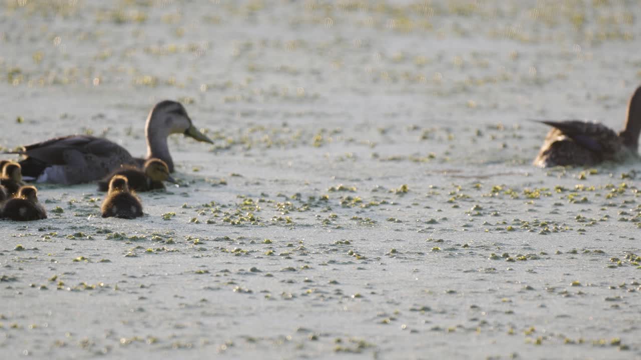 hembra de pato mallardo y patitos nadando en aguas llenas de algas