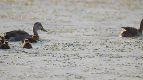 female mallard and ducklings swimming in algae ridden water