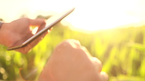 Farmer-using-digital-tablet-computer-in-corn-field-modern-technology-application-in-agricultural-growing-activity-at-sunset