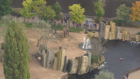 Aerial-zoom-out-shot-of-a-herd-of-elephants-in-the-Artis-Zoo,-Netherlands