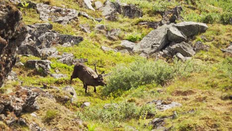veado vermelho a pastar nas montanhas ensolaradas de lonketinden, senja, noruega