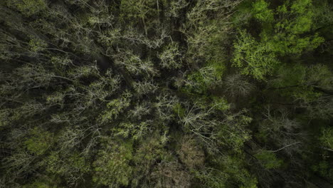 top down view over forest trees in william b