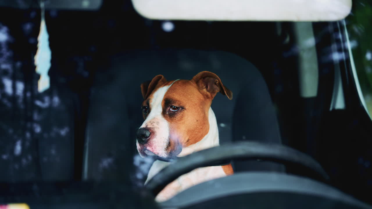 Dog sitting behind the steering wheel inside a parked car, seen through the windshield