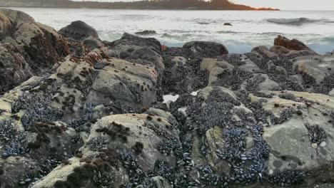 thousands of mussels and living organisms on the rocky tide pools of carmel, ribera beach in california