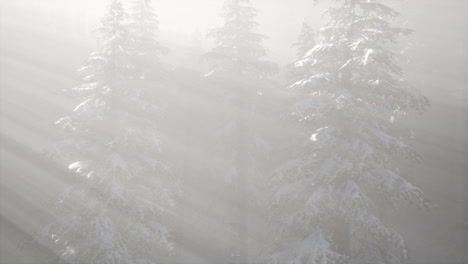 misty fog in pine forest on mountain slopes