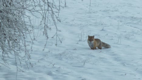 <unk>色狐<unk>在白雪的冬天風景中