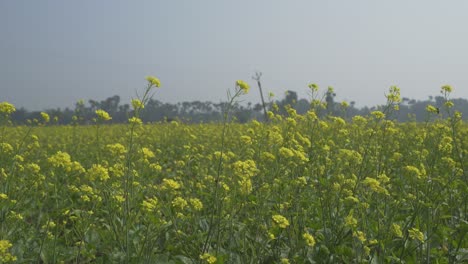 Senfblumen-Blühen-Auf-Dem-Weiten-Feld