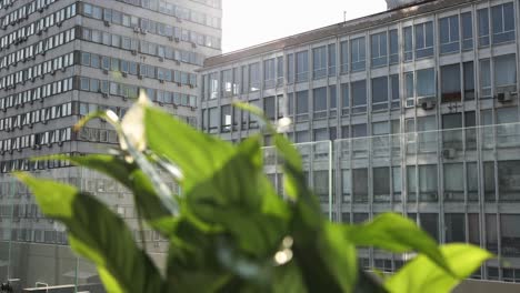 cityscape with plant