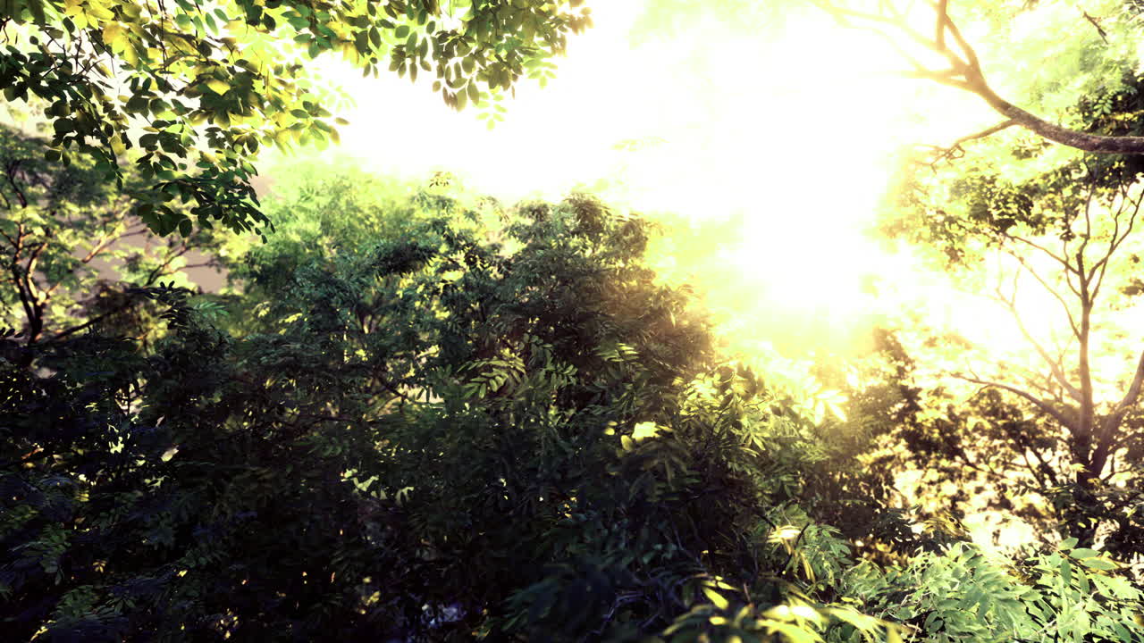 나무를 통해 햇빛