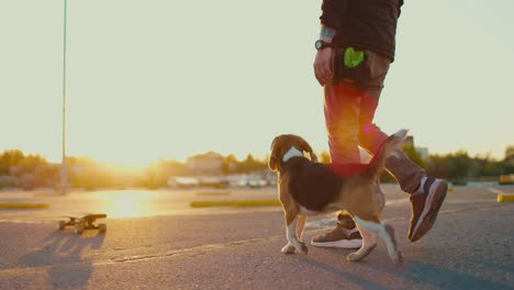 owner trains his beloved pet to skate. beagle dog trains with its owner in the parking