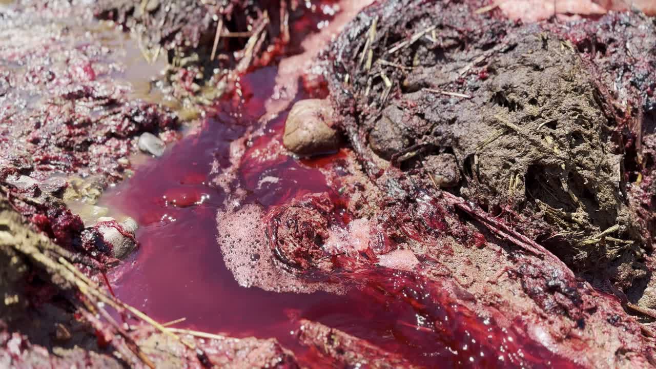 sangre agua roja se mezcla con burbujas que fluyen rápidamente entre el barro y los trozos de hierba
