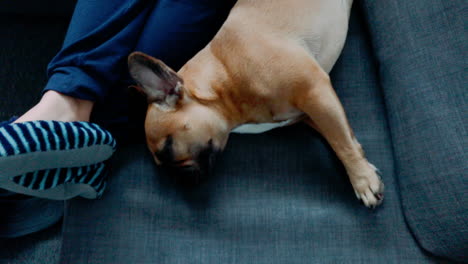 slowmotion: french bulldog stretches on the couch, lies in its legs close to its guardian, the dog's legs are outstretched and he's looking at the side