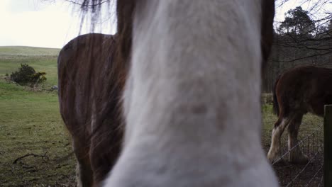 Static-shot-of-a-brown-shire-horse-walking-across-a-field-and-moving-right-in-front-of-the-camera