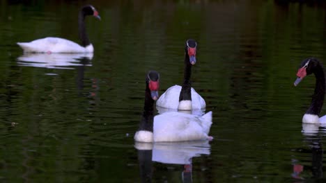 Ein-Schwarm-Schwarzhalsschwäne,-Der-Friedlich-Zusammen-Auf-Einem-Teich-In-Seinem-Natürlichen-Lebensraum-Schwimmt