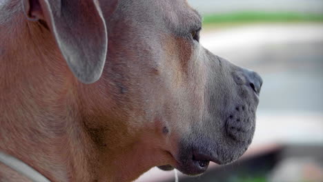 pitbul dog sniffing  shot at 100fps 4k