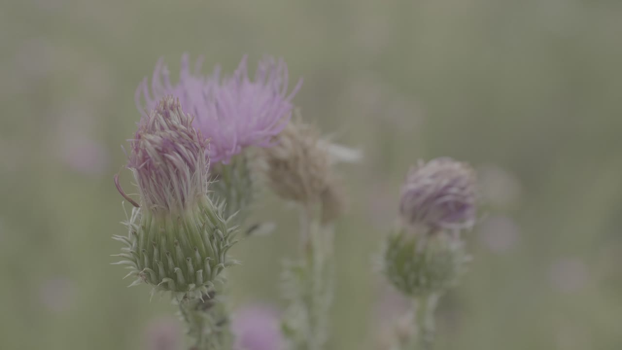 Close up of Purple Thistle Flowers in a Field