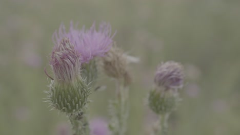 close up of purple thistle flowers in a field