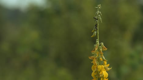 two black ants crawling on a yellow flower stalk_macro shot