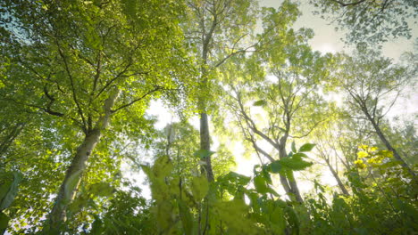 Handheld-shot-of-a-fresh-and-glowy-forest-from-below