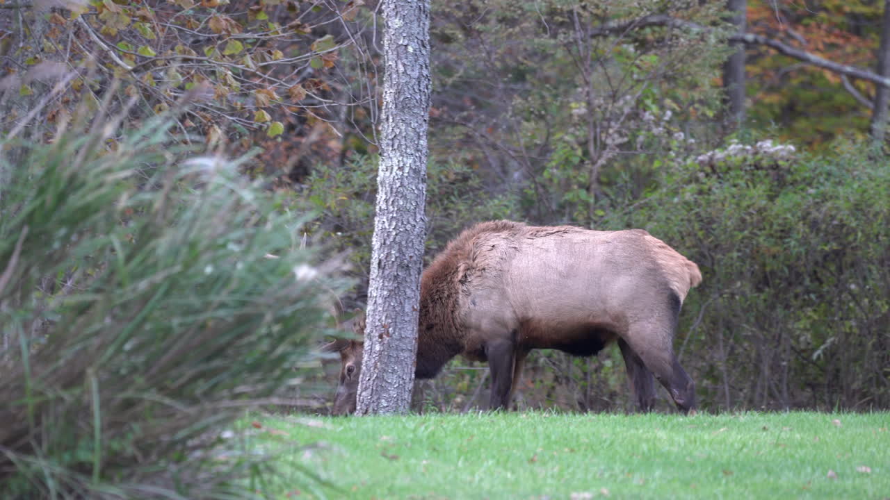 Un wapiti maschio che pascola in un prato verde all'inizio della stagione autunnale.