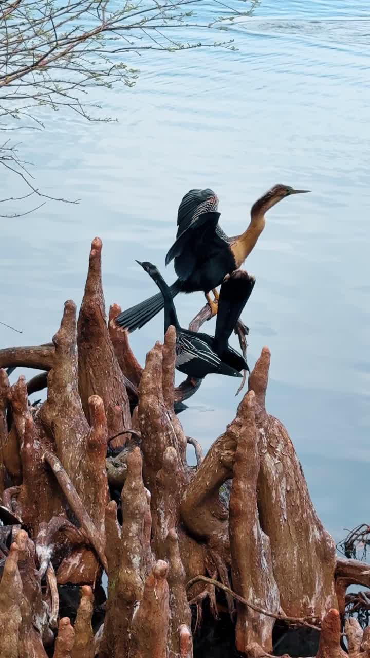 Anhinga bird perched on cypress knees by lake water. Close up of an anhinga bird sitting on brown cypress tree roots or knees at the water edge in Florida