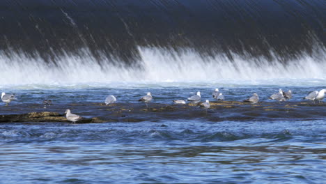 Water-Flowing-Fast-Behind-a-Group-Of-Gull-Birds-Perched-on-Large-Rock-Feeding-and-Cleaning-at-Bottom-of-Urban-River-Dam-on-a-Bright-Cool-Day