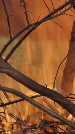 wildfire, spreading flames of forest fire